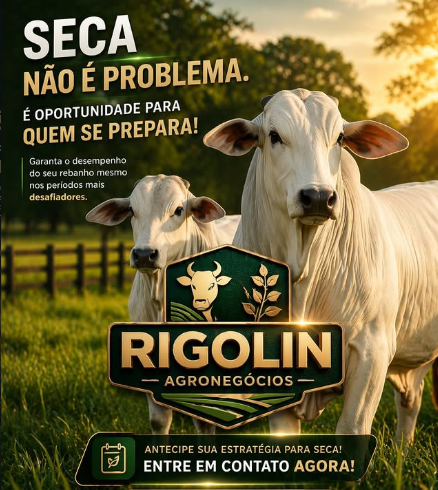 Gado Nelore em pastagem verde